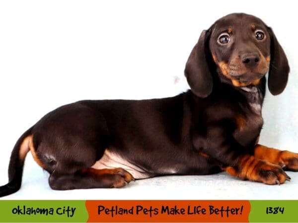 Dachshund Dog Male Black / Tan 1384 Petland Oklahoma City & Tulsa