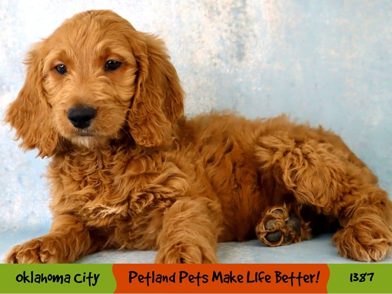 Goldendoodle-Female-Red-3958089-Petland Oklahoma City & Tulsa