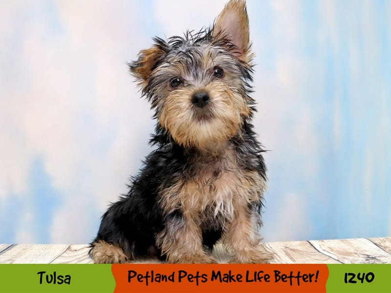 Silky Terrier-Male-Black and Tan-3912495-Petland Oklahoma City & Tulsa