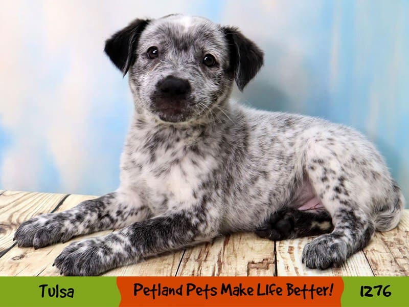 Australian Cattle Dog-Male-Blue Mottled-3947171-Petland Oklahoma City & Tulsa