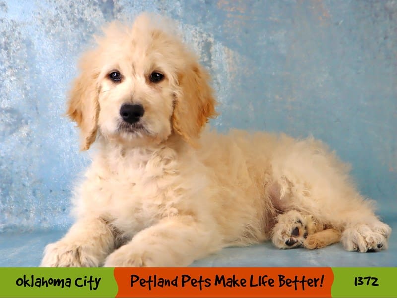 Goldendoodle-Female-Light Golden-3947224-Petland Oklahoma City & Tulsa