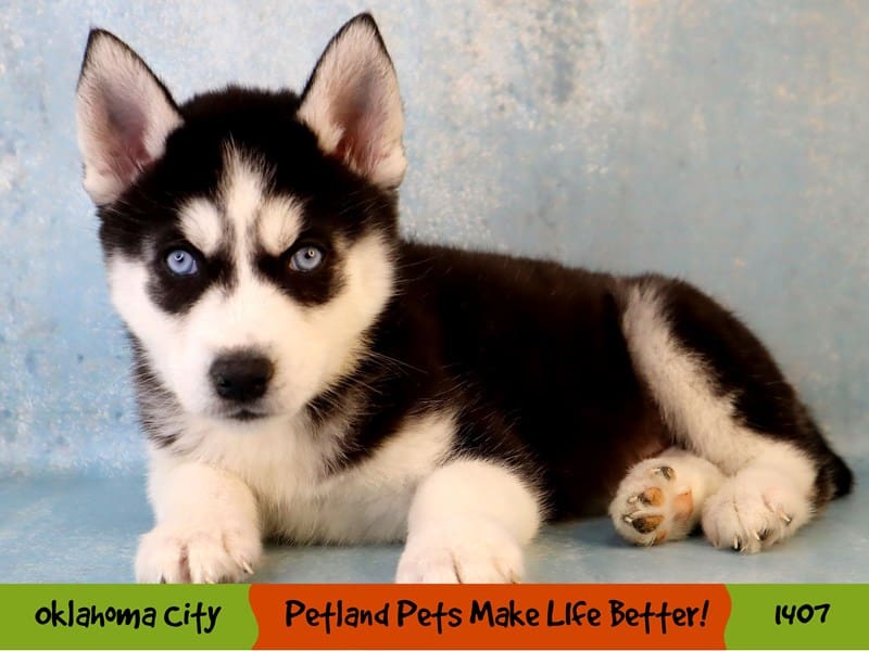 Siberian Husky Small Animal Black and White ID:1407 Located