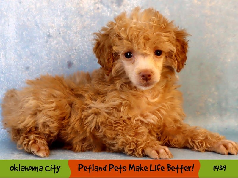 Poodle Puppy Red ID:1439 Located at Petland Oklahoma City & Tulsa