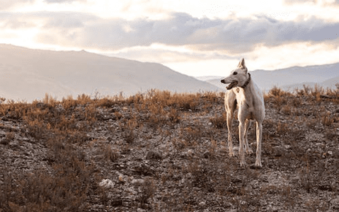 Greyhound