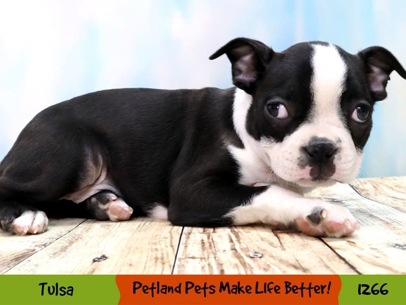 Boston Terrier-Male-Black Brindle / White-3938264-Petland Oklahoma City & Tulsa