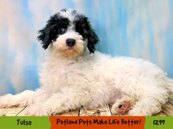 Mini Sheepadoodle Dog Female White 1299 Petland Oklahoma City & Tulsa