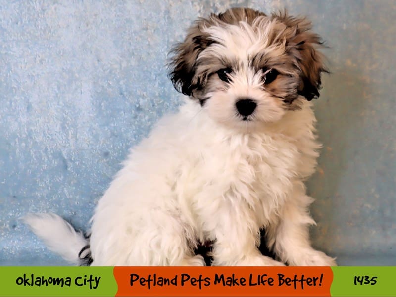 Teddy Bear Puppy Gold / White ID:1435 Located at Petland Oklahoma