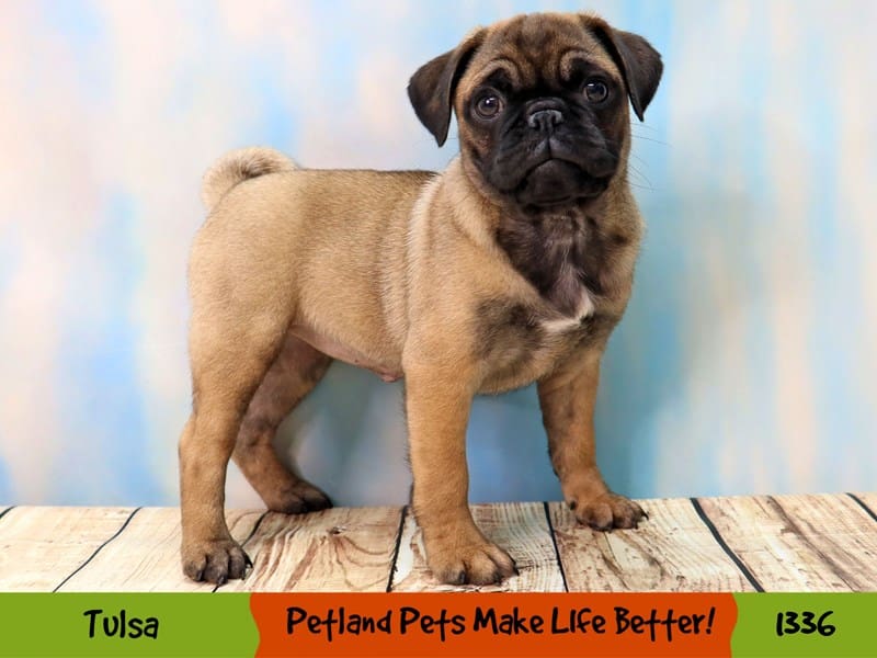 Pug Puppy Apricot Fawn ID:1336 Located at Petland Oklahoma City