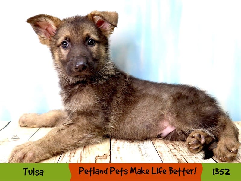 German Shepherd Small Animal Sable ID:1352 Located at Petland