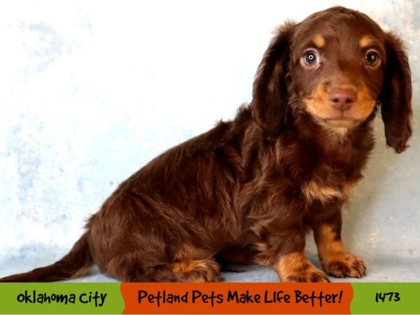 Dachshund Dog Male Chocolate / Tan 1473 Petland Oklahoma City & Tulsa