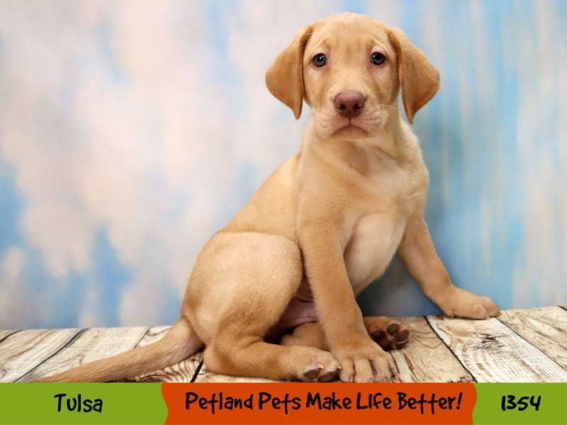 Labrador Retriever Puppy Yellow ID:1354 Located at Petland