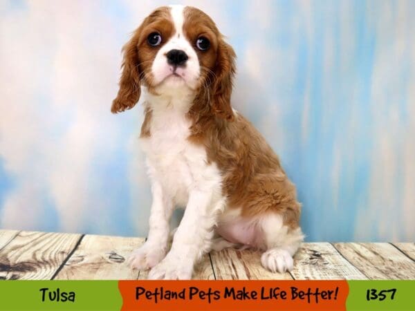 Cavalier King Charles Spaniel Dog Female Blenheim 1357 Petland Oklahoma City & Tulsa