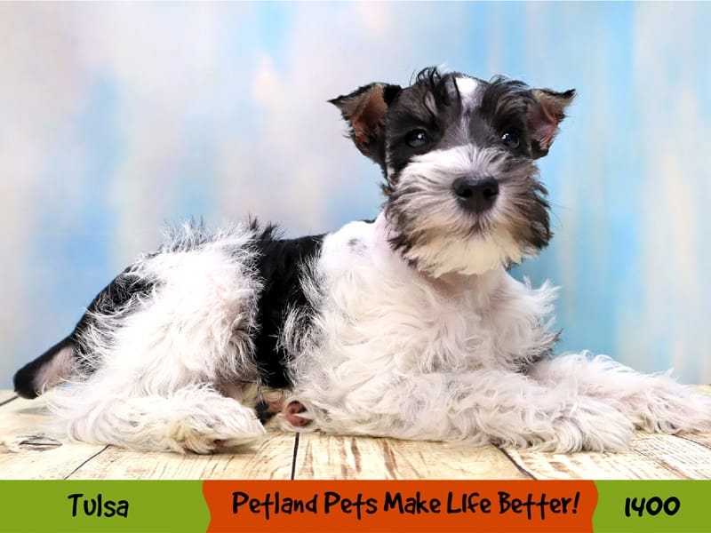 THE MINIATURE SCHNAUZER DVD付き THE MINIATURE SCHNAUZER DVD付き