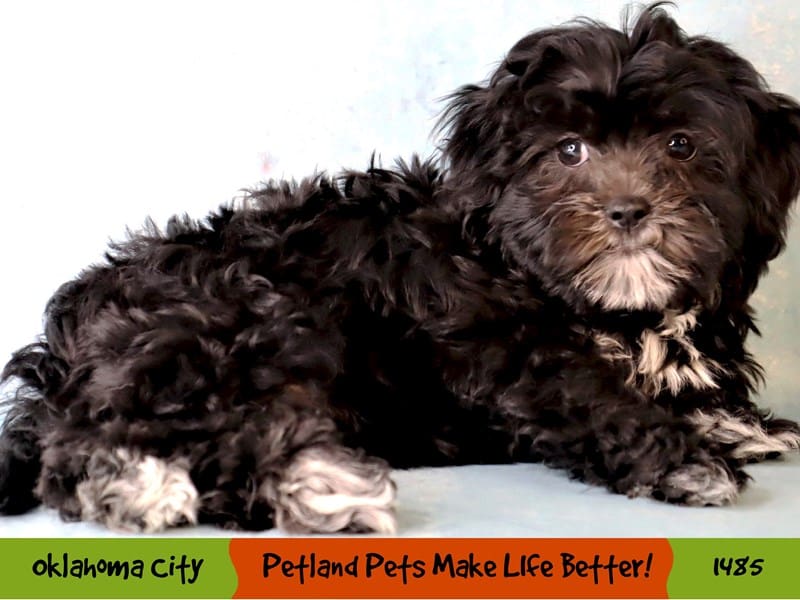 Lhasapoo-Female-Black-4040541-Petland Oklahoma City & Tulsa