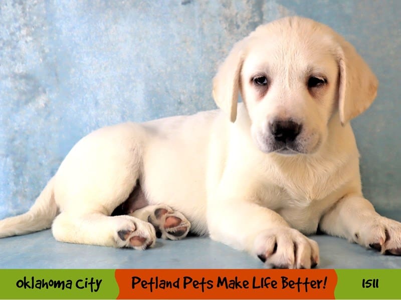 Labrador Retriever-Female-Yellow-4050401-Petland Oklahoma City & Tulsa