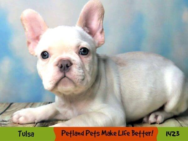 French Bulldog Dog Male CREAM 1423 Petland Oklahoma City & Tulsa