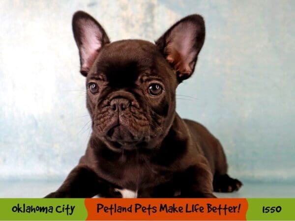 French Bulldog Dog Male Black 1550 Petland Oklahoma City & Tulsa