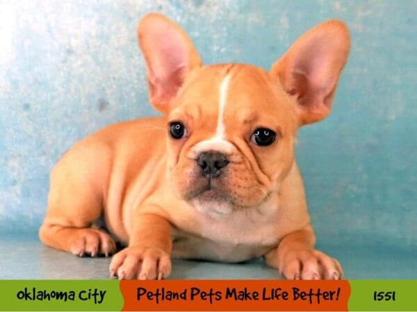 French Bulldog Dog Female Fawn 1551 Petland Oklahoma City & Tulsa