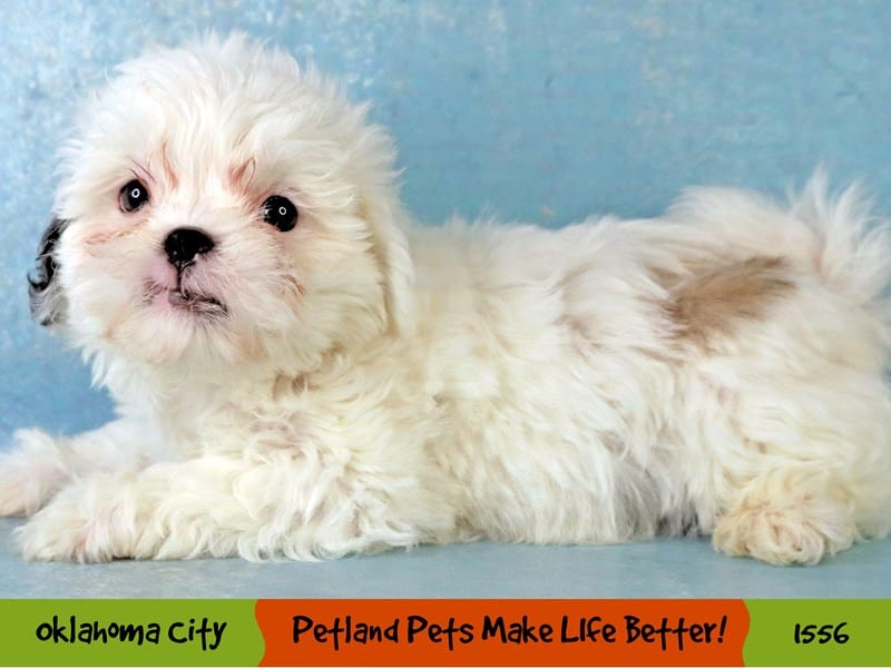Teddy Bear-Male-Brindle and White-4081040-Petland Oklahoma City & Tulsa