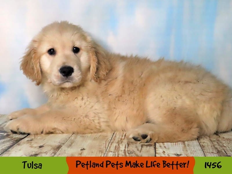 Golden Retriever Small Animal Golden ID1456 Located at Petland