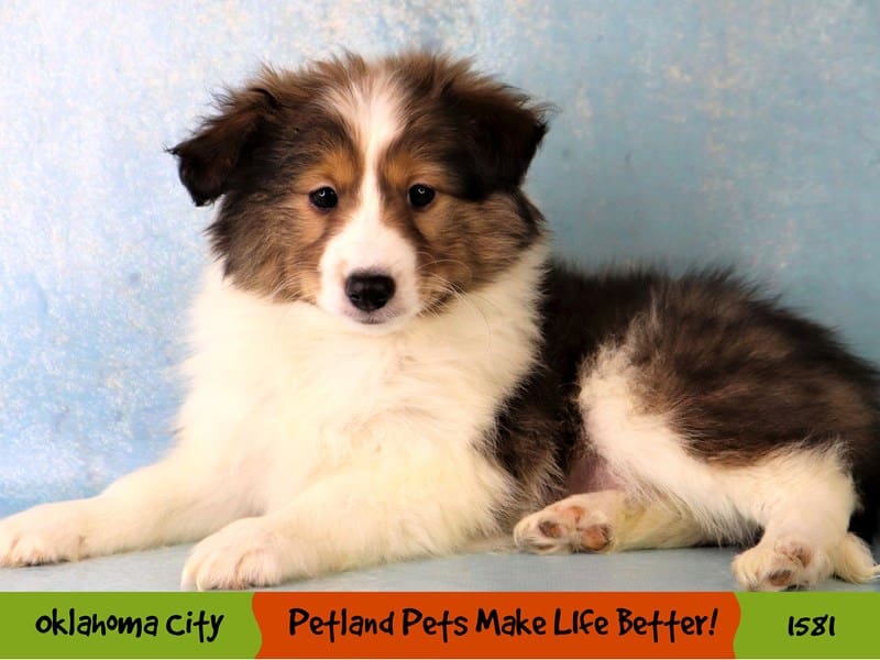 Shetland Sheepdog-Female-Sable / White-4098978-Petland Oklahoma City & Tulsa