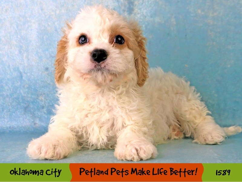 Cavachon-Male-Apricot-4098992-Petland Oklahoma City & Tulsa
