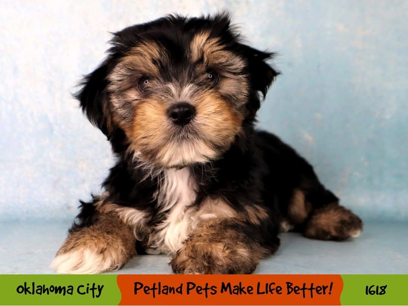 Yorkshire Terrier-Male-Black / Tan-4128252-Petland Oklahoma City & Tulsa