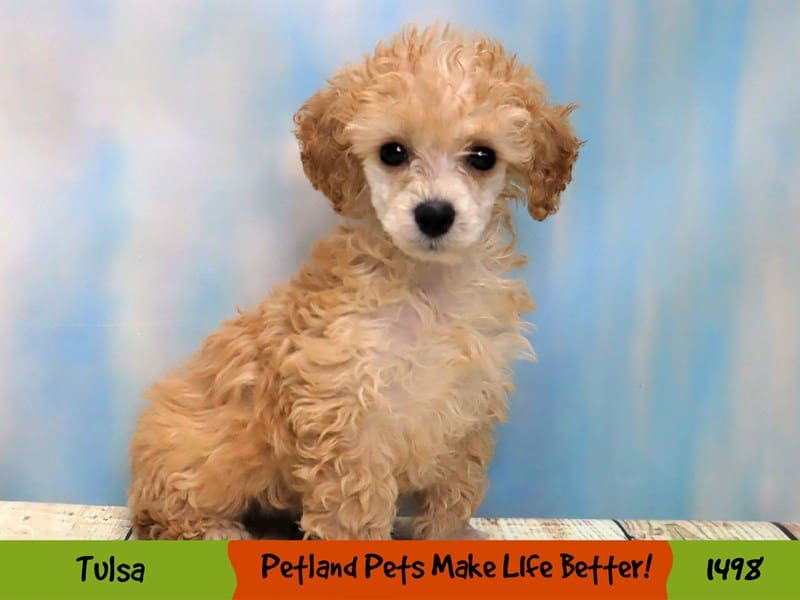 Poodle Puppy Apricot ID:1498 Located at Petland Oklahoma City & Tulsa