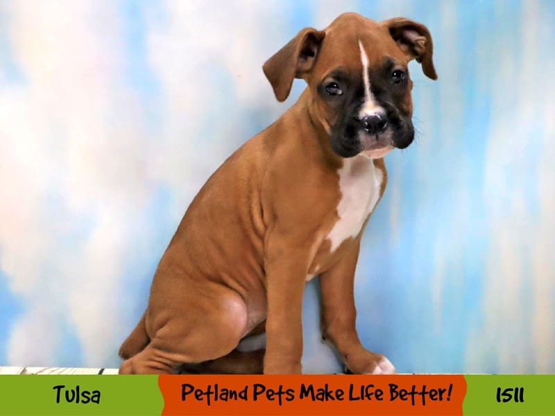 Boxer Puppy ID1511 Located at Petland Oklahoma City & Tulsa