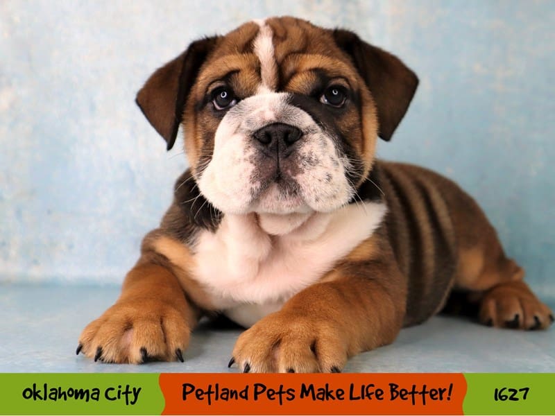 English Bulldog Small Animal red & white ID:1627 Located at