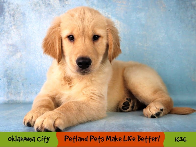 Golden Retriever Small Animal Golden ID:1636 Located at Petland ...