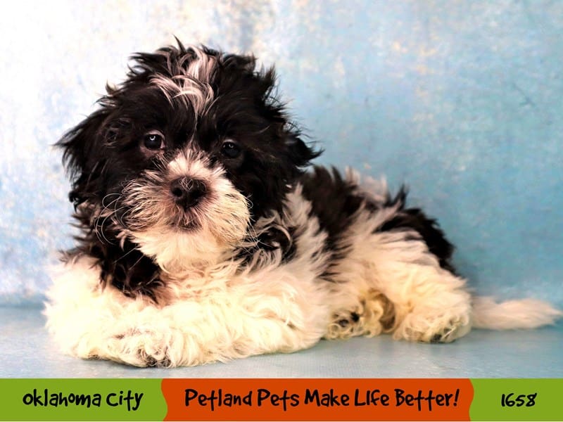 Teddy Bear Small Animal Black and White ID:1658 Located at Petland ...