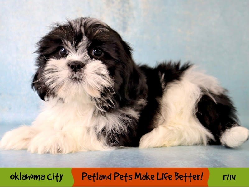 Shih Tzu Small Animal Black / White ID:1714 Located at Petland