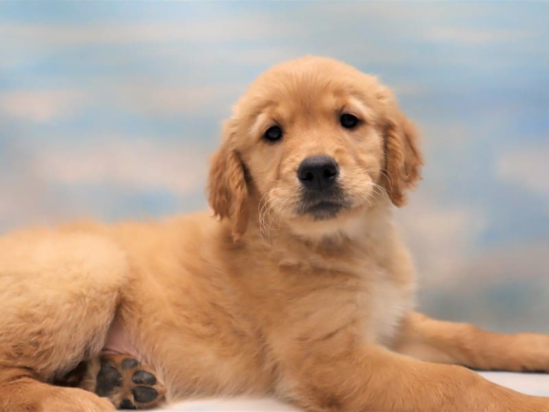 Golden Retriever Small Animal Golden ID1669 Located at Petland
