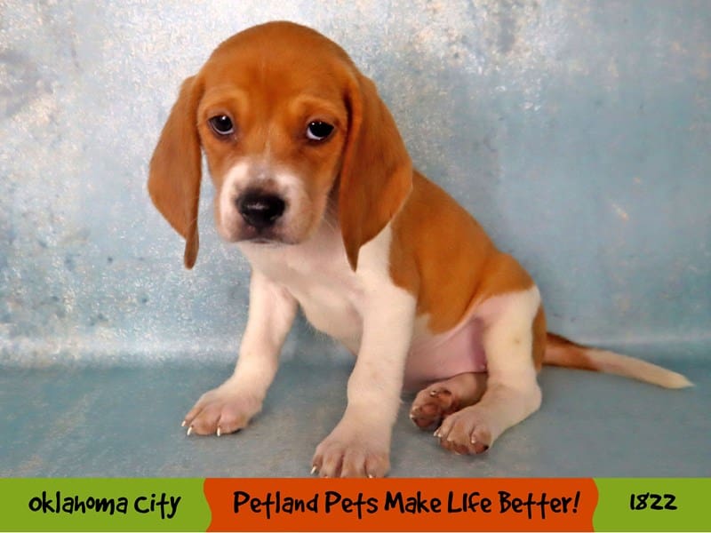 Beagle Small Animal red and white ID:1822 Located at Petland Oklahoma ...