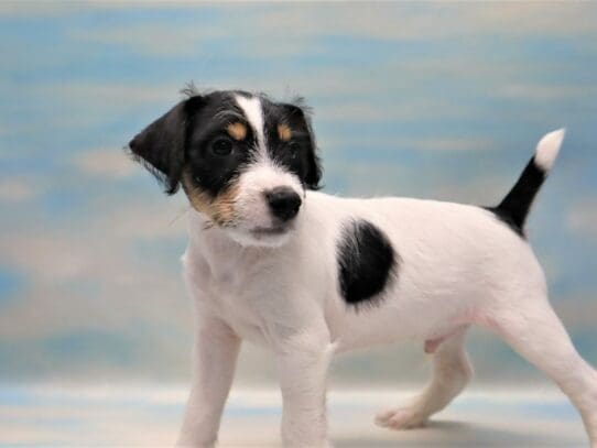 [#1671] White Black and Tan Male Jack Russell Terrier Puppies For Sale