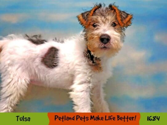 [#1684] Black White / Tan Female Wire Fox Terrier Puppies For Sale
