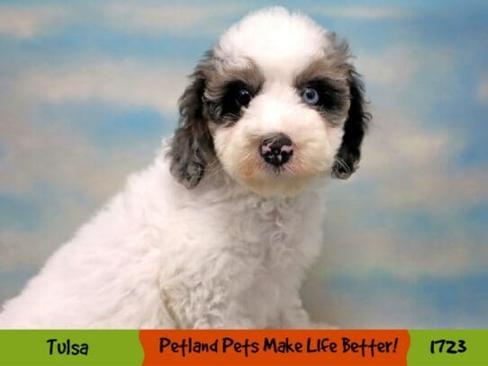 [#1723] Blue Merle Female Poodle Moyen Puppies For Sale