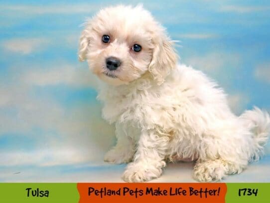[#1734] White Male Bichon Frise Puppies For Sale