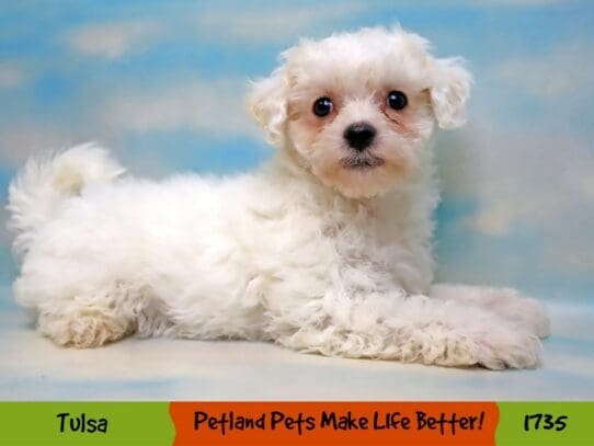 [#1735] White Male Bichon Frise Puppies For Sale
