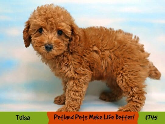 [#1745] Red Female Poodle Mini Puppies For Sale