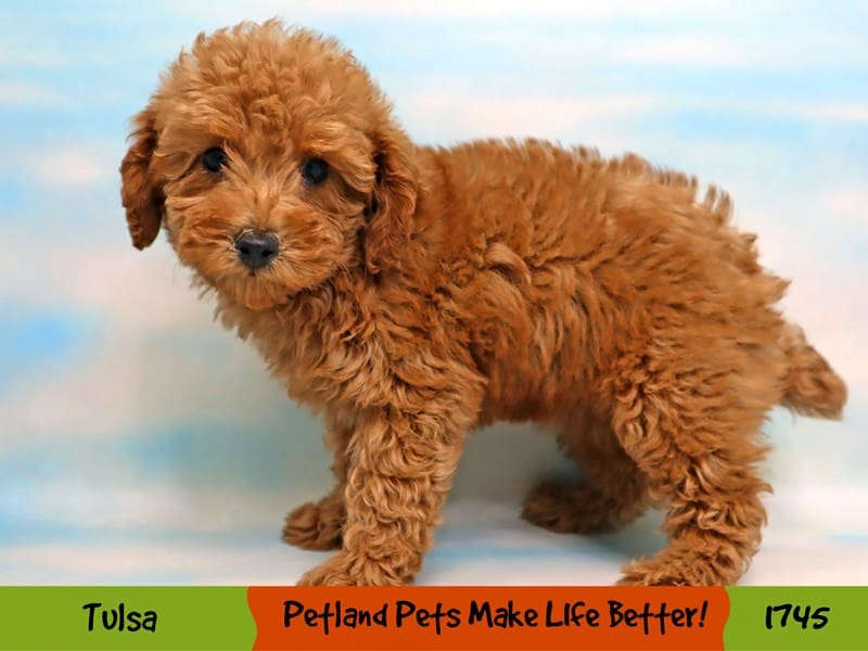 Poodle Mini - 1745 Image #1