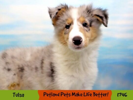 [#1746] Blue Merle White / Tan Male Collie Puppies For Sale