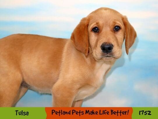 [#1752] Red Female Labrador Retriever Puppies For Sale
