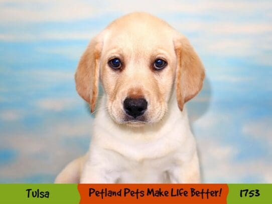 [#1753] Yellow Male Labrador Retriever Puppies For Sale