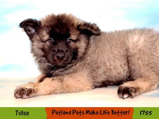 [#1755] Black / Silver Male Keeshond Puppies For Sale