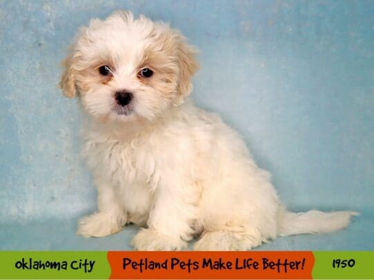 [#1950] Cream / White Female Shihpoo Puppies For Sale