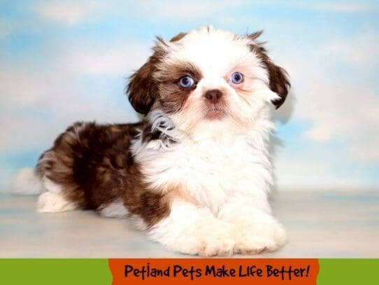 [#1776] Brown / White Female Shih Tzu Puppies For Sale