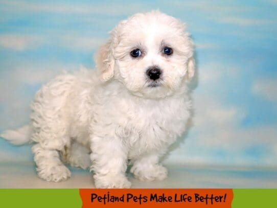 [#1780] White Female Teddy Bear Puppies For Sale