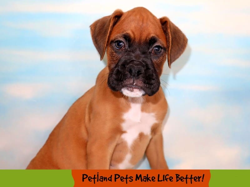 Boxer - 1783 Image #1